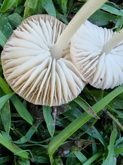 Marasmius vagus