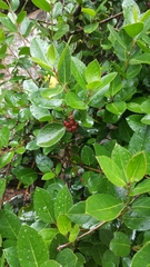 Rhamnus alaternus