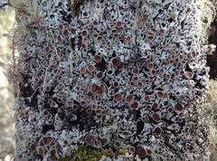 Menegazzia