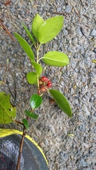 Rhamnus alaternus