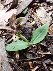 Chiloglottis grammata