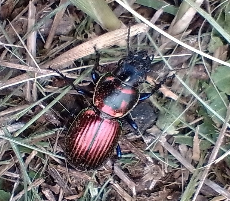 Barypina