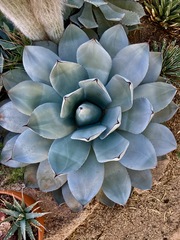 Agave parryi truncata