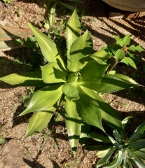 Agave chiapensis