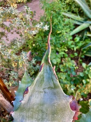 Agave colorata