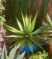Agave chazaroi