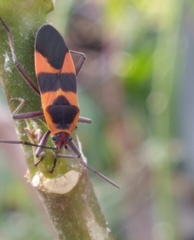 Oncopeltus cingulifer