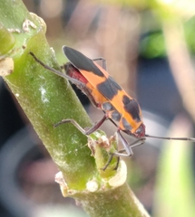 Oncopeltus cingulifer