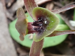 Chiloglottis grammata