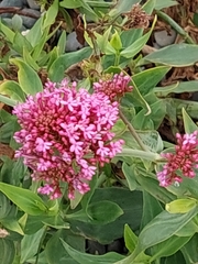 Centranthus ruber