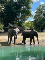 Elephantidae