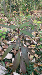 Asclepias perennis