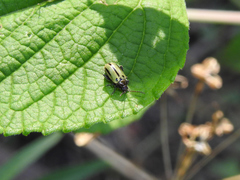 Disonychodes exclamationis