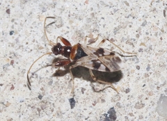 Pseudopamera nitidicollis
