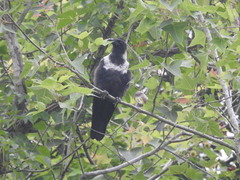 Corvus pectoralis
