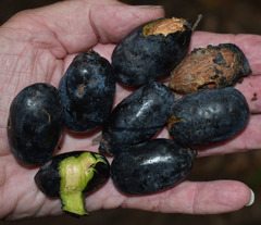 Endiandra longipedicellata