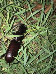 Hyperion schroetteri