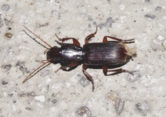 Stenomorphus californicus