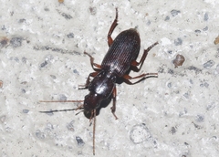 Stenomorphus californicus