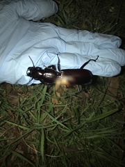 Hyperion schroetteri