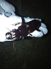 Hyperion schroetteri