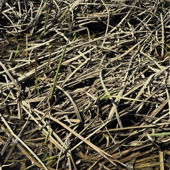 Sparganium eurycarpum