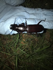 Hyperion schroetteri