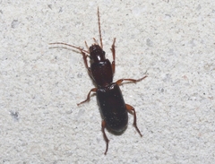 Stenomorphus californicus