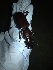 Hyperion schroetteri