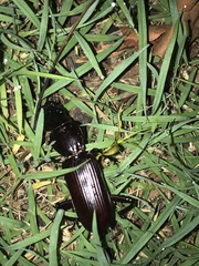 Hyperion schroetteri