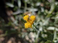 Ericameria parishii