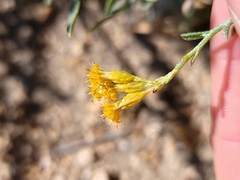 Ericameria parishii