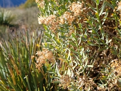 Ericameria parishii