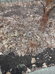 Fothergilla ×intermedia