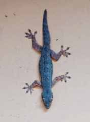 Hemidactylus platyurus