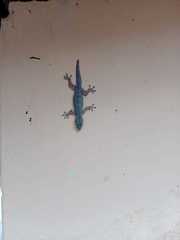 Hemidactylus platyurus