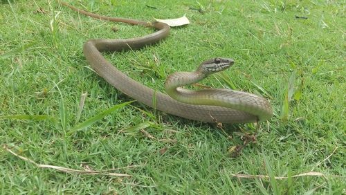 Salmon-bellied Racer