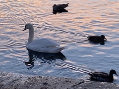 Cygnus olor