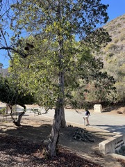 Lyonothamnus floribundus floribundus