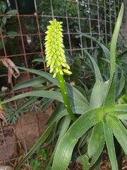 Aloiampelos striatula