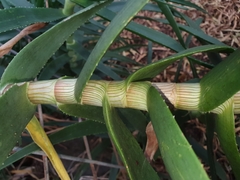 Aloiampelos striatula