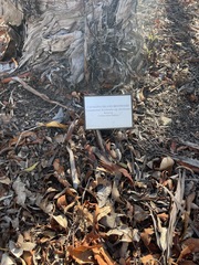 Lyonothamnus floribundus floribundus