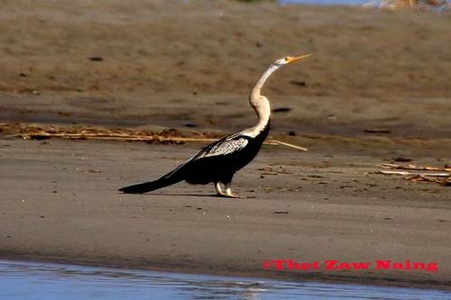 Oriental Darter