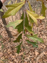 Quercus × filialis