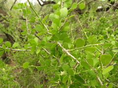 Schaefferia cuneifolia