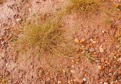 Puccinellia maritima