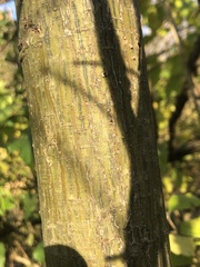 Acer capillipes
