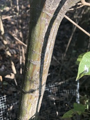 Acer capillipes