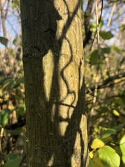Acer capillipes
