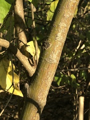 Acer capillipes